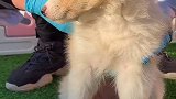 边牧的心思你别猜你别猜～边牧 狗 宠物知识