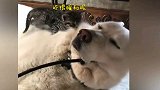 把小奶猫放在睡着的大狗子身上会发生什么呢？