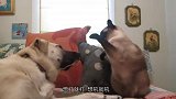 门外来了一只山猫，隔着玻璃和猫咪叫嚣，猫咪吓得嗷嗷直叫