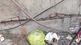 发现一只流浪老猫，蜷缩在墙边叫声微弱，拒绝吃食物好可怜