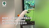 沉迷音乐无法自拔！凤头鹦鹉用嘴弹钢琴走红 网友：堪称才华横溢