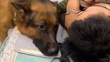 狗狗的眼里充满了对主人的爱