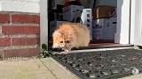 不负好春光，小猫第一次迈出家门，到花园里探险