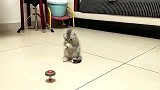 狸花猫：猛虎出山，都离我远一点！