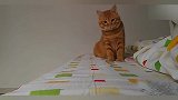 给孩子买了只橘猫，一年后画风突变，应该叫你橘猪才合适
