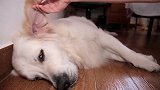 金毛犬睡懒觉不起怎么办主人找到最佳唤醒方法，看完表示学到了