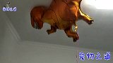 主人用恐龙吓唬猫，它们的反应太逗了，公猫：对面的恐龙看过来