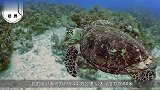 生活在加勒比海的“怪鱼”尾巴带有剧毒，游客却玩的不亦乐乎