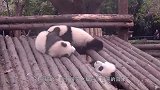 “日本神鸟”在日本灭绝，却在中国生活得好好的，比熊猫还珍贵