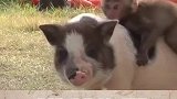 最暖心的小猪猪和小猴子