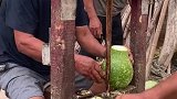 大爷将青瓜固定住，转圈削成条