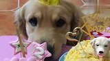 金毛过生日，主人给它买来狗肉蛋糕，金毛一看气的直呲牙，太逗了