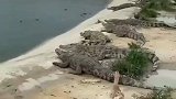 鸭子误入鳄鱼群，只有无限接近死亡，才能证明自己是个老演员
