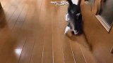 呆萌斗猫现场，光竖毛不出手，同伴看不下去：跟着我的出拳节奏来