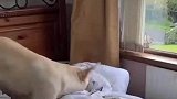 主人和狗狗都无意见