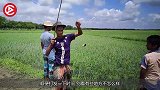 干旱的泥地里也能长出鱼？农村小伙挖开后，一条条大鱼冒出！