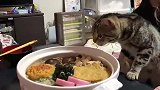 乐生活：小花猫吃美味早餐，哈哈