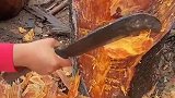 树上长牛肉，简直不敢相信