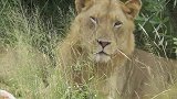 一头母狮和三头雄狮在约会！