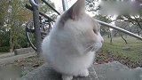 路上遇到一只布偶猫，看了一会确认是流浪猫