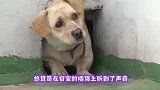 狗狗躲在洞穴不肯出来，女子安装摄像头，这才发现狗狗的秘密