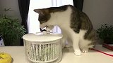 狸花猫：转来转去的转的我头晕，给老子停下