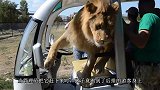 高速路上出现老虎，主人赶紧追上去：别闹了，咱们回家