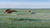 蒙古汉子在草原上训马，这头马的脾性有点大