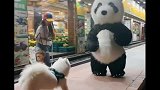 狗子好怂哦，国宝公仔装就把它吓成这样，广东主人不厚道的笑了