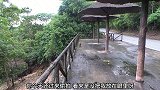 猴子不让游客录像还想要动手抢相机