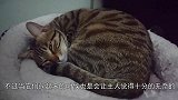 宠主把丝袜放床上，再转过头时，猫：我也想穿
