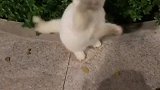 晚上带猫咪出来散散步