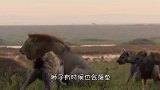老虎隔着铁笼挑衅雄狮，雄狮突然大吼一声，老虎的表现亮了