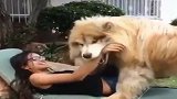 萌宠：国外姑娘和狗狗玩耍，果然是人类的好朋友啊