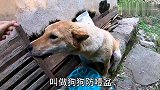 田园犬阿爆吃东西狼吞虎咽，买个防噎盆来对付它，不知道能管用吗