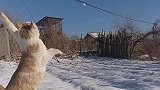 田园功夫猫，雪地捕猎演练表演