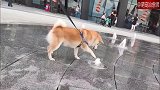 柴犬想玩又不敢玩喷泉的样子，实在是太逗了！