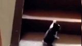 有的猫一步一脚印有的猫一步到位