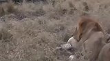 狮子在地上打架，争夺食物