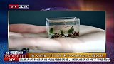 俄大师推出世界最迷你玻璃鱼缸仅3厘米长