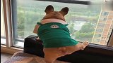 斗牛犬霸气的看着窗外，仿佛在说：这都是朕给你打下的江山！