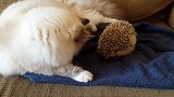 猫和刺猬打架，对着刺猬一巴掌过去，然后猫的表现差点把我笑晕