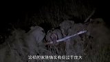 超级狮群面临崩溃，大公狮离开家族，母狮选择自立门户