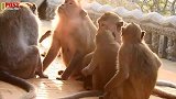 猴姐看到猴宝喝奶很嫉妒，立刻破坏