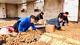 东北盛产菇娘果，一次能捡几千斤，姑奶说立秋的菇娘越来越甜。