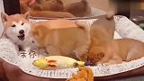 柴犬妈妈惨遭小奶狗疯狂骚扰，柴妈：小祖宗，放过我吧