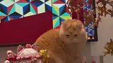 网友家猫咪上演真假招财猫
