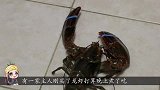 柴犬VS龙虾，4条腿的能打过两只钳子的吗？镜头记录全过程