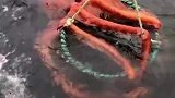 渔民捞到140斤大鱿鱼，体长4米，船主表示赚麻了