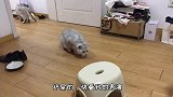 猫咪上一秒还在跟同伴打架，看见主人立马假装乖巧，太心机了